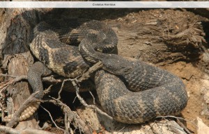 Crotalus Horridus