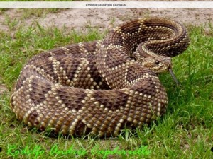 Crotalus cascavella